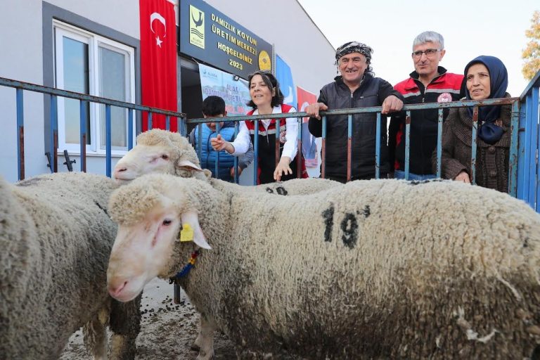 Hayvan üreticisine hibeli koç desteği