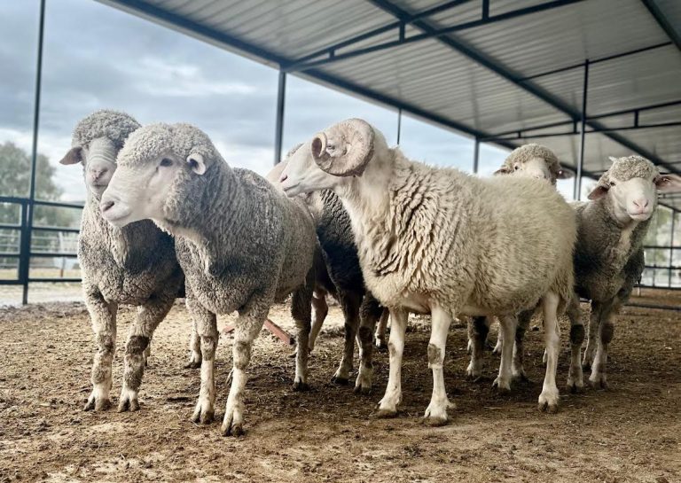 Kurban kesiminde ‘uzman kasap’ vurgusu