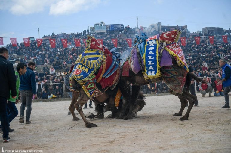 Folklorik Deve Gösteri Festivali coşkuyla kutlandı 