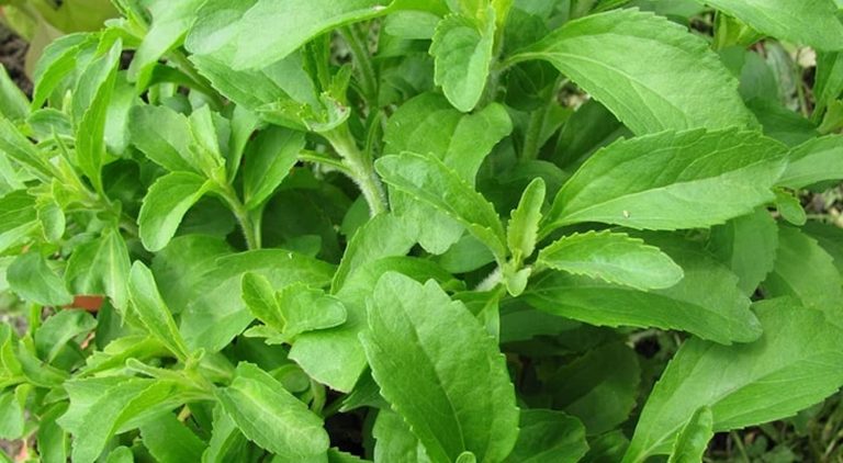 Tadımızı kaçırmayan şeker; stevia