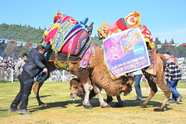 Torbalı’da deve güreşi festivaline rekor katılım
