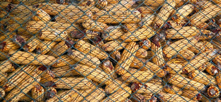 Dünya gıda fiyatları ocakta geriledi