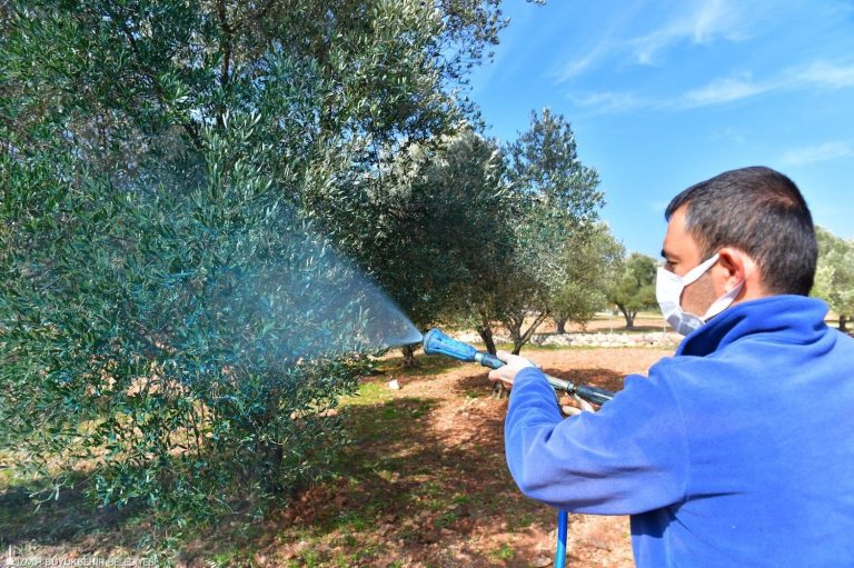 Zeytin üreticisine bitki ilacı desteği 