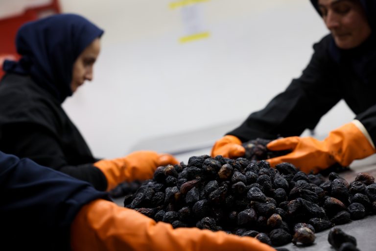 Kuru incirde yeni yıldız ‘Siyah orak’ olacak