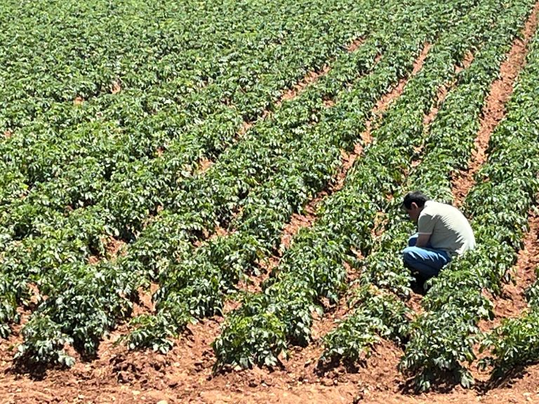 Türk girişimcilerden Sahra Çölü’nde tarım projesi