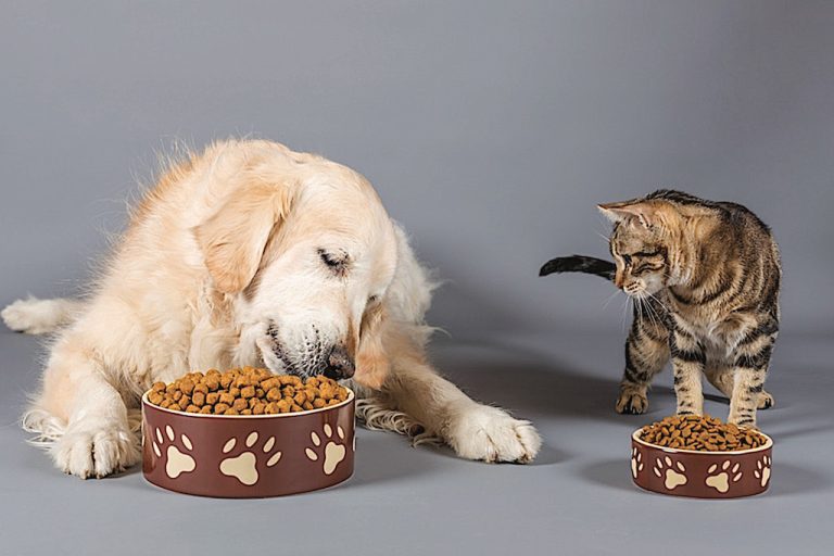 Odunpazarı Belediyesi kedi ve köpek maması satın alacak
