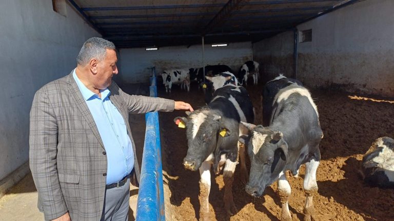 Büyükbaş kurbanlıkta hisse bedeli 35 bin TL’yi aştı