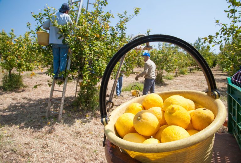 Limonda ihracat yasağı sektörde darbe etkisi yarattı