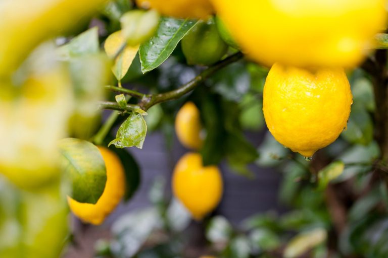 Limonda gümrük vergisi %54 olarak belirlendi