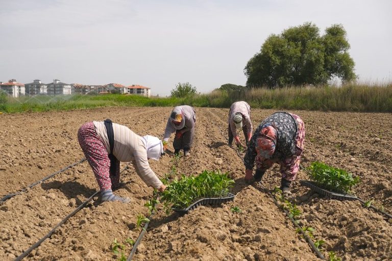 Ayvalık’ta tarladan sofraya kadın eli değiyor