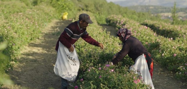 Isparta gülleri dünya annelerine ulaşacak