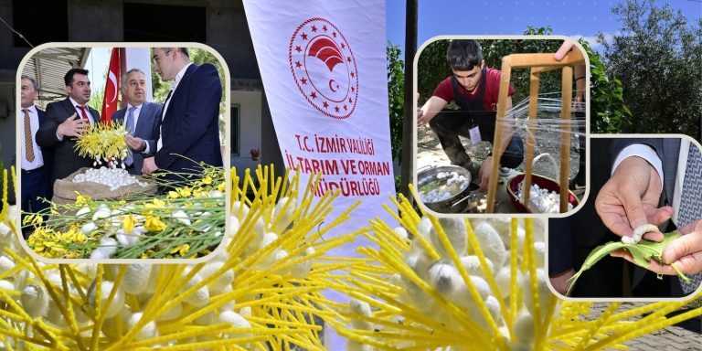 Beydağ’da kozalar ipek açtı