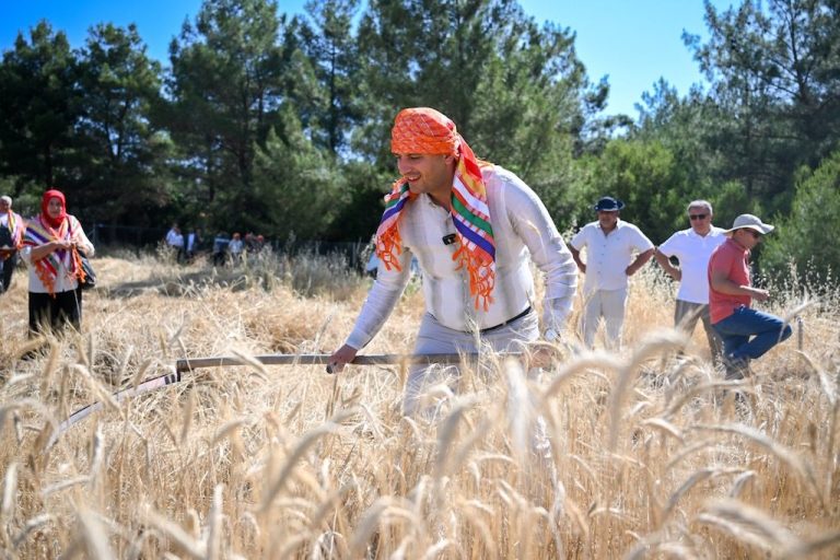 5 tonluk buğday yerel üreticiye nefes olacak