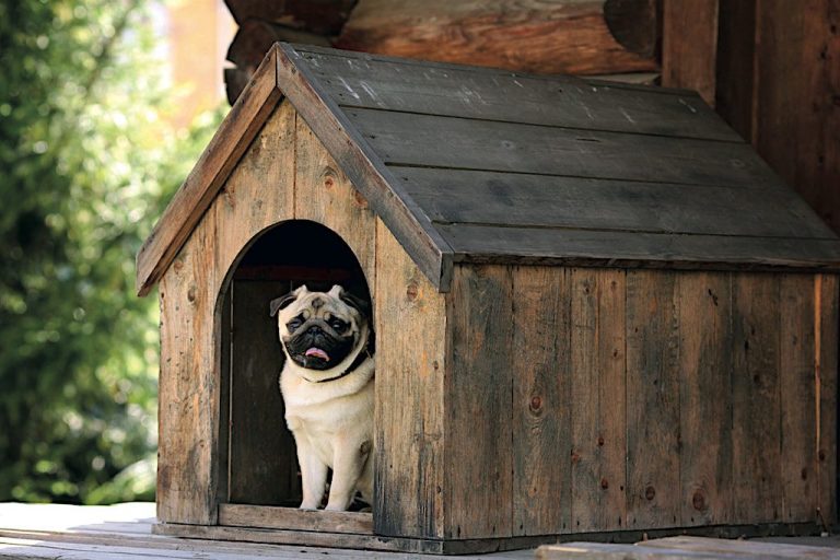 Kahramanmaraş Büyükşehir Belediyesi köpek kulübesi satın alacak