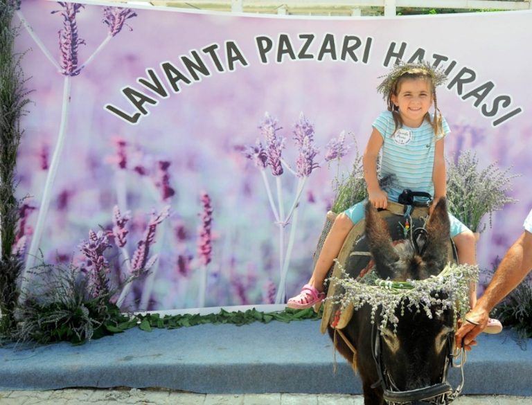 Seferihisar’da lavanta büyüsü başlıyor