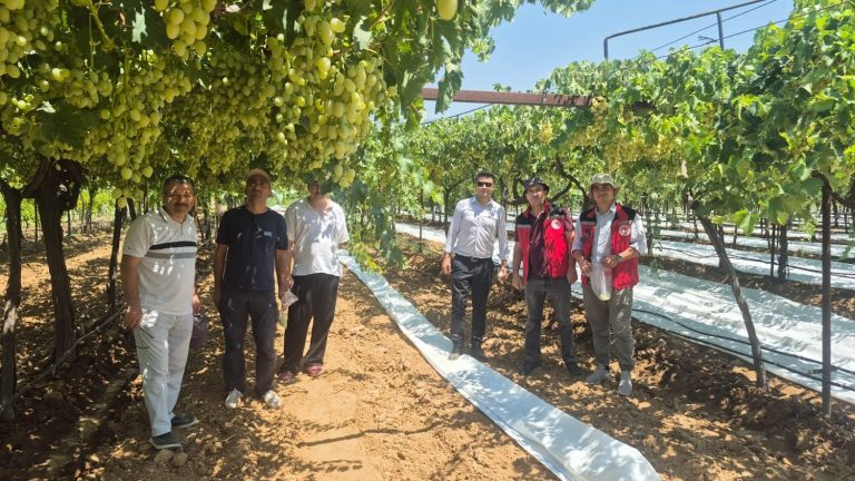 Manisa’da üzüm ihracatından 200 milyon dolar gelir