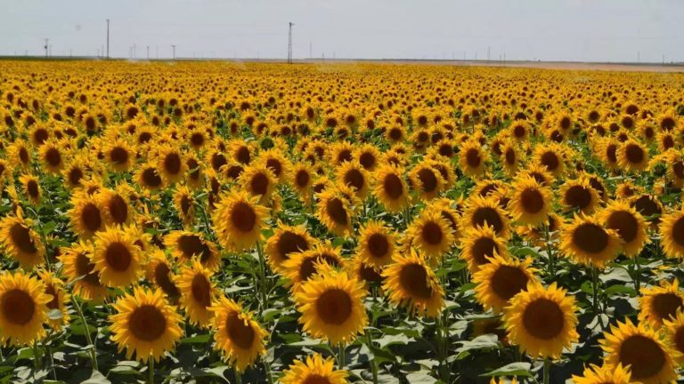 Ayçiçeği yağının dağıtım kotası belirlendi