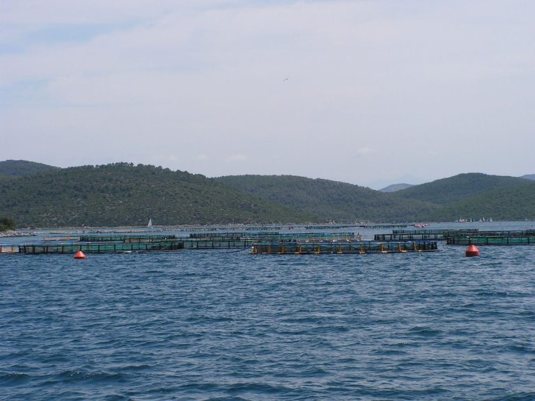 Çeşme’de orkinos ölümleri yaşanıyor