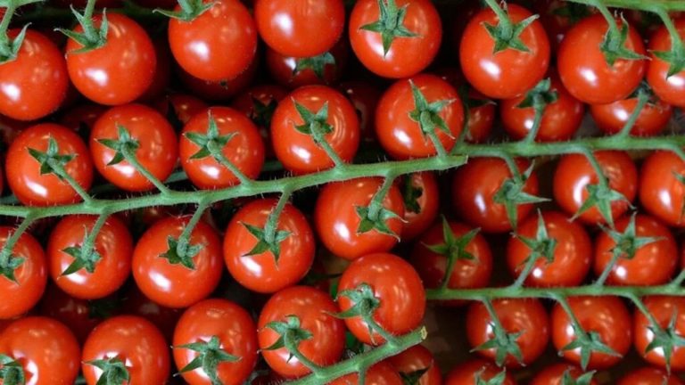 Domates fiyatında yıllık yüzde 50 artış