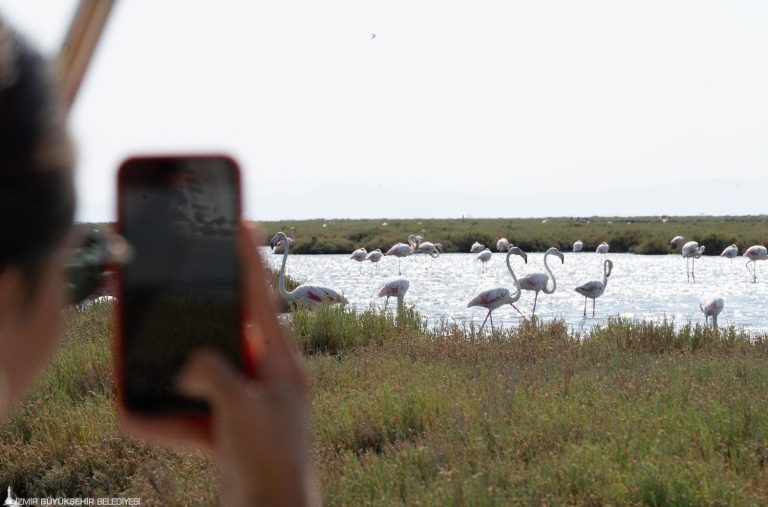 Flamingo Yolu turları başladı