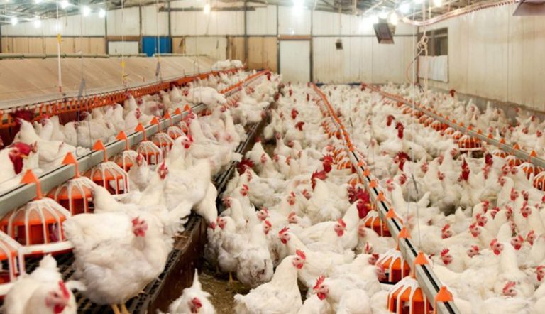 Haziranda tavuk eti ve yumurta üretimi azaldı
