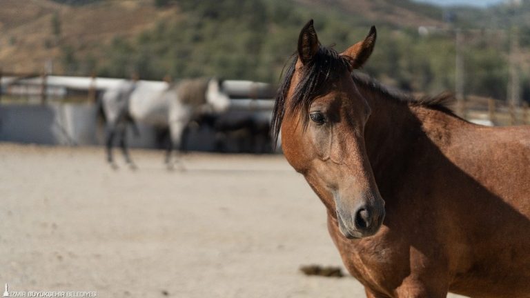 Pako’da bakılan binek hayvanlar sahiplendiriliyor