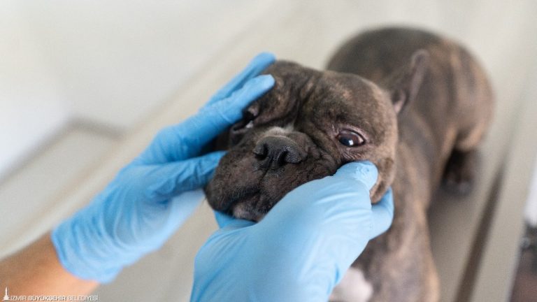 İzmir’de el konulan 20 cins köpek Işıkkent Köpek Bakımevi’nde