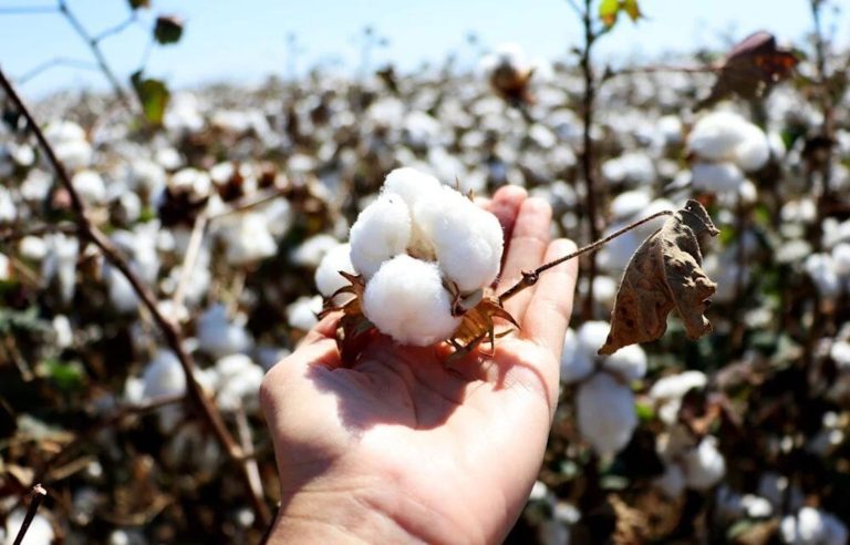 Yeni sezonda pamuğun fiyatı 31 TL oldu