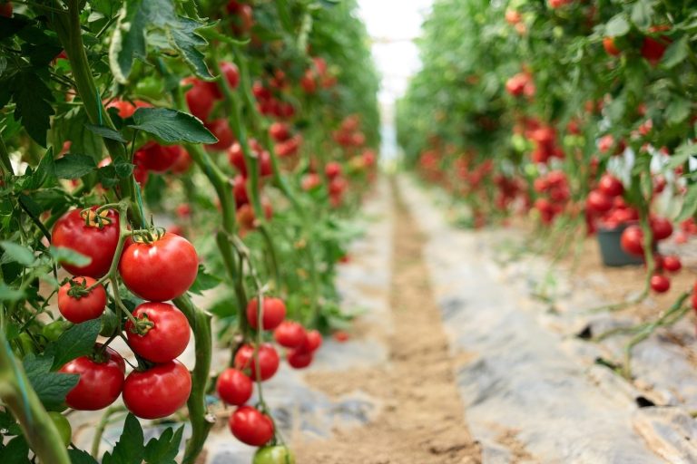 Türkiye’nin dünya gıda ihracatındaki payı yüzde 1,5