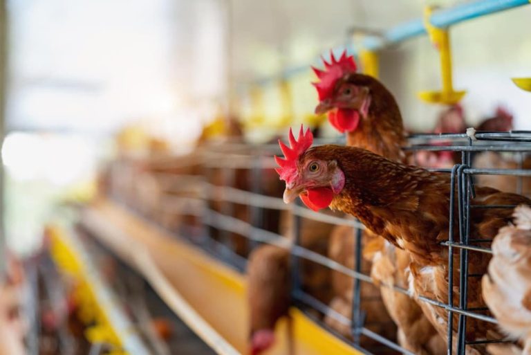 Yumurta üretimi %7,1 artarken, tavuk üretimi %7,2 azaldı