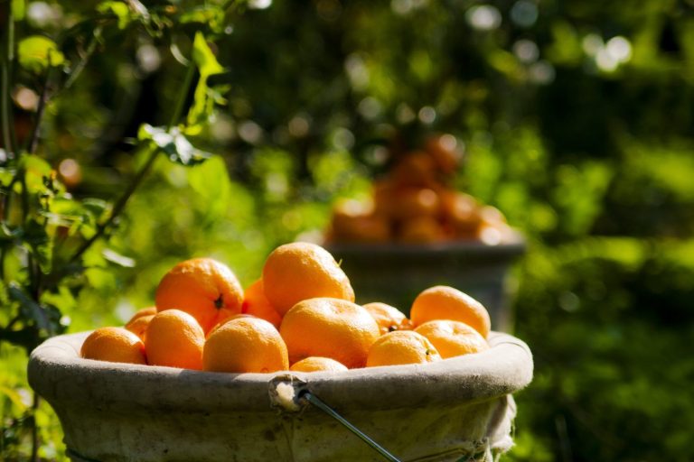 Satsuma mandalinanın ihracat yolculuğu 17 Ekim’de başlıyor