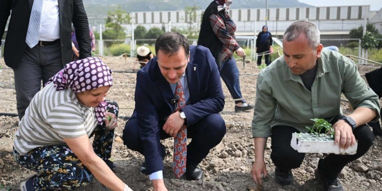 Bornova’nın kayıp hazinesi Misket Üzümü geri dönüyor