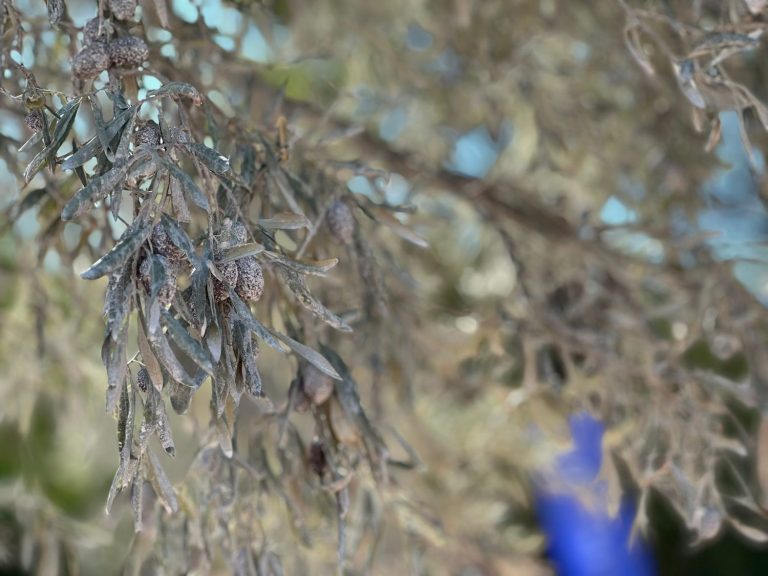 Zeytin ağaçları ve enerjinin geleceği aynı toprakta buluştu