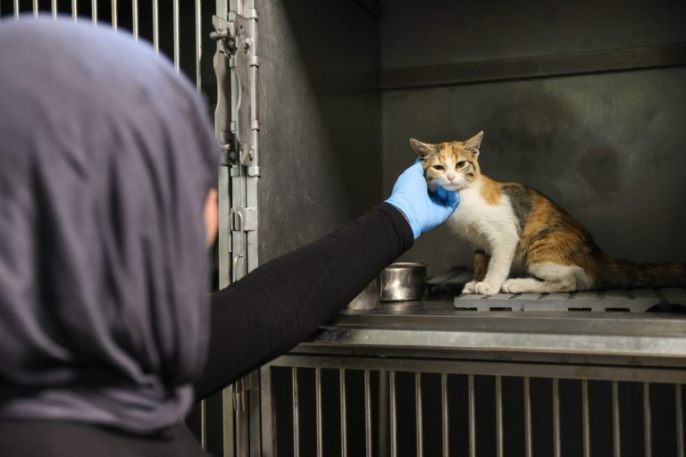 Buca’da 3 bin 54 sokak kedisi kısırlaştırıldı