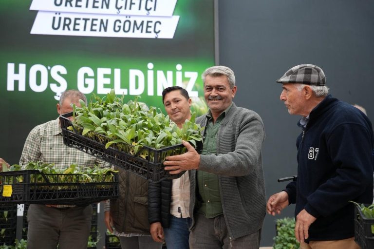 Gömeç Belediyesi’nden 50 bin enginar fidanı desteği