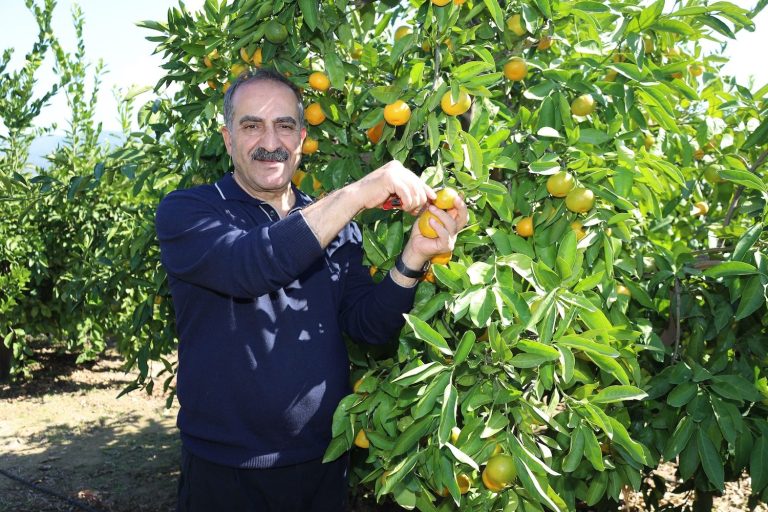 Yaş meyve sebze ürünlerinin ihracat şampiyonu ‘mandalina’