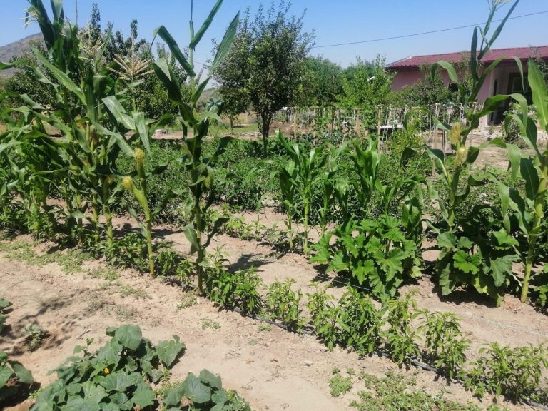 Efes Tarlası Yaşam Köyü’ndeki tohumlar Anadolu’nun dört bir tarafında