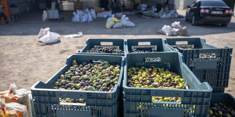 Bornova’da zeytin dalından sofraya ücretsiz ulaşım
