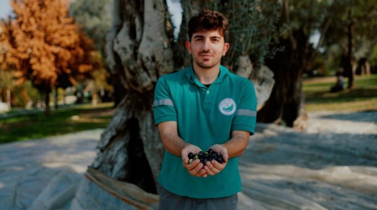 Balçova Belediyesi’nden kentin bereketine sahip çıkan zeytin hasadı