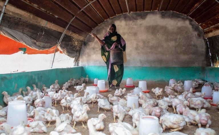 FAO Gıda Fiyat Endeksi kasımda %1,2 azaldı