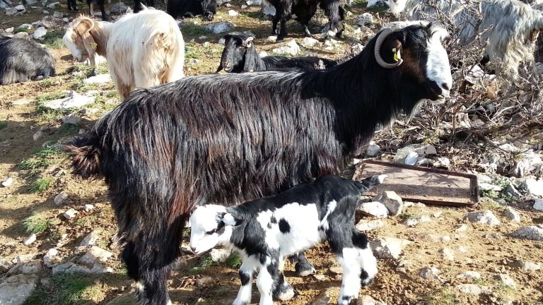“Yaylalarda yapılaşmalar önlenmeli”