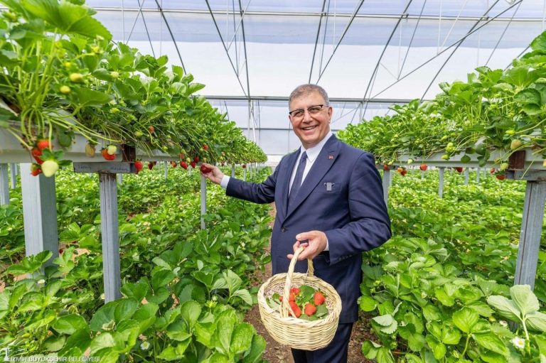 İzmir Büyükşehir Belediyesi üreticiye desteğini sürdürüyor