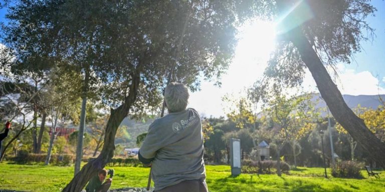 Bornova’da 1500 zeytin ağacına hasat