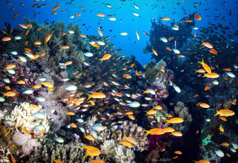 Çeşmeli genç fotoğrafçıdan gururlandıran başarı