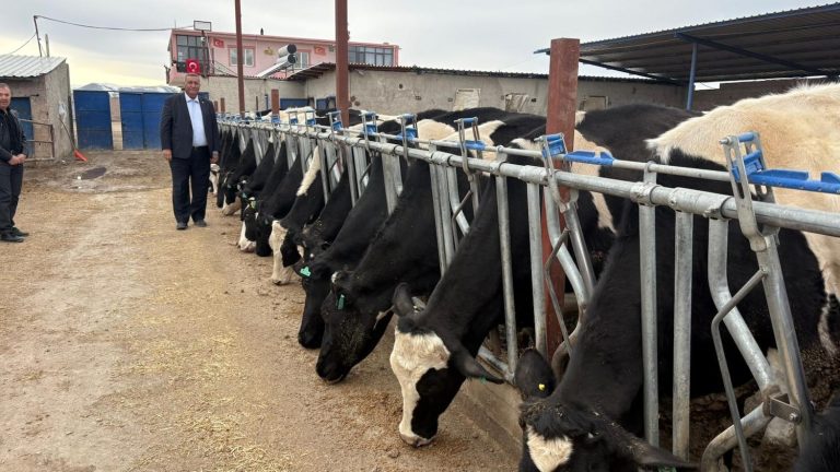 Son beş yılda 4,2 milyon baş sığır kaybı