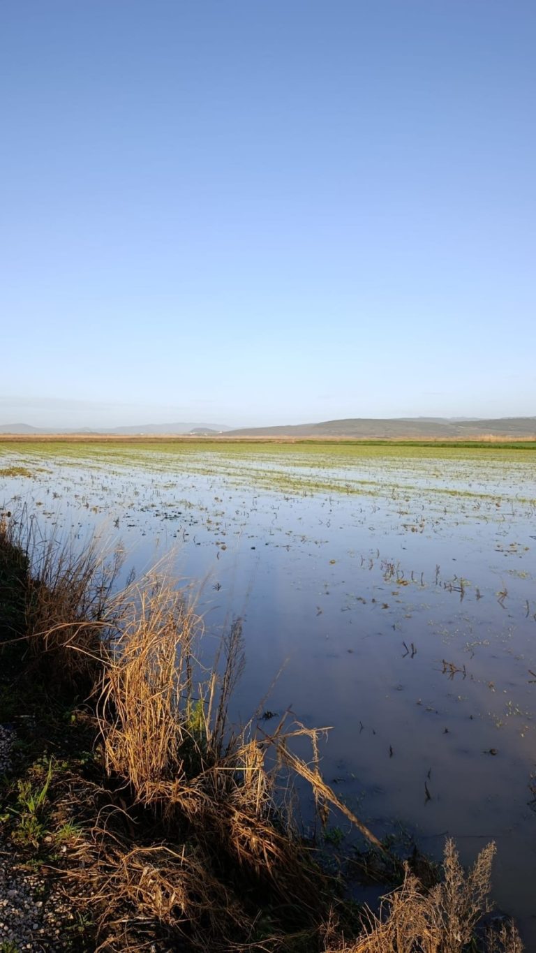 Tarlaları su bastı: Sigorta şirketlerine hasar ihbarları artıyor