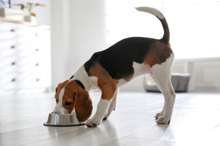 Kedi ve köpeklerin %40’ı fazla kilolu veya obez