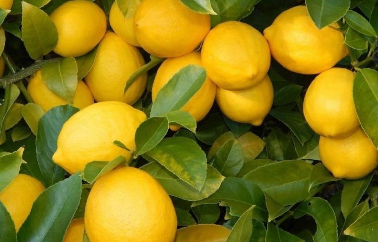 Limonda ithalat eleştirisi