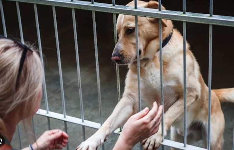 İZSİAD’dan her fabrikaya köpek sahiplenme çağrısı
