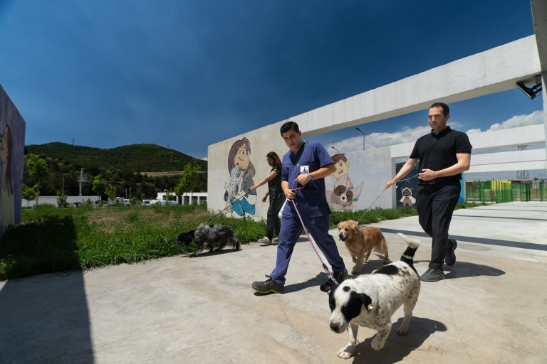 ​Pako ve bakımevlerindeki patili dostlar yeni ailelerini arıyor